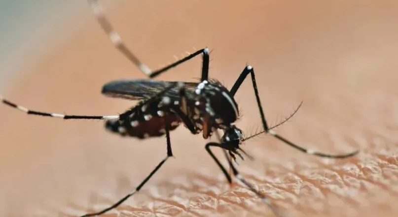 针对基孔肯雅热病毒传播，市民应做好的防护措施